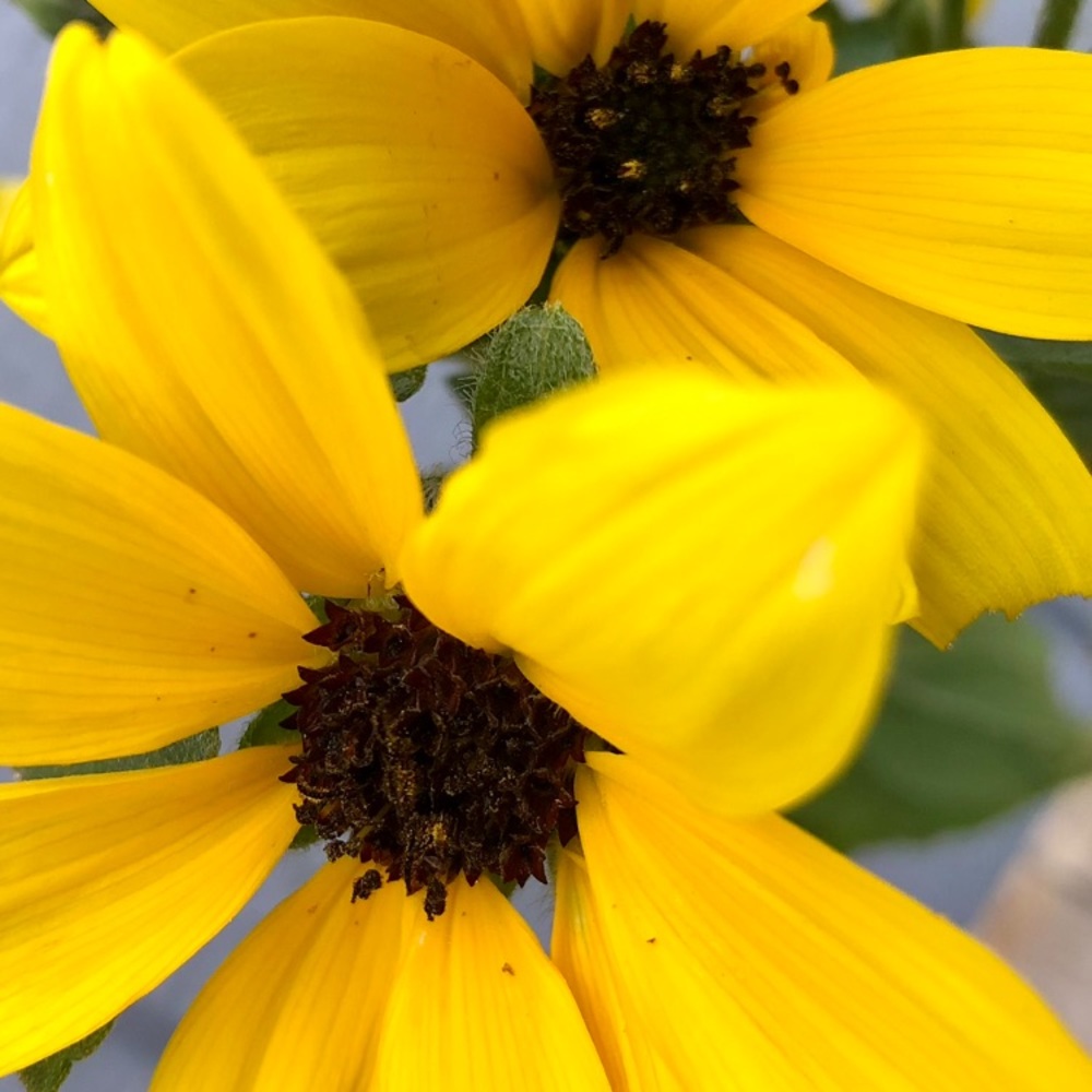 ⛔️ SOLD ⏩⏩⏩